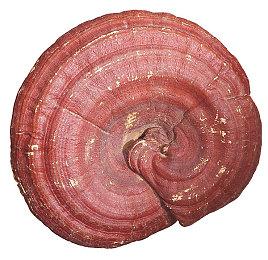 《DayZ》之父新作《伊卡洛斯》跳票至11月推出 8月28日发布B测活动